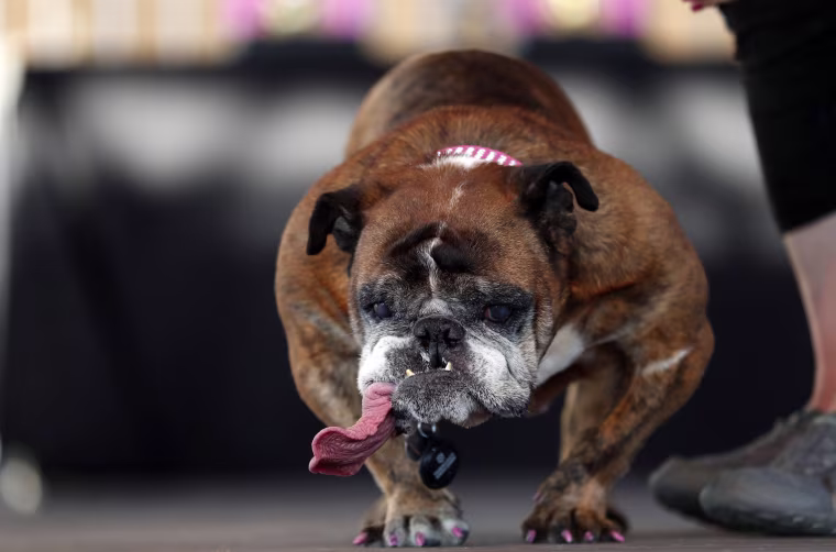 Image: World's Ugliest Dog Contest