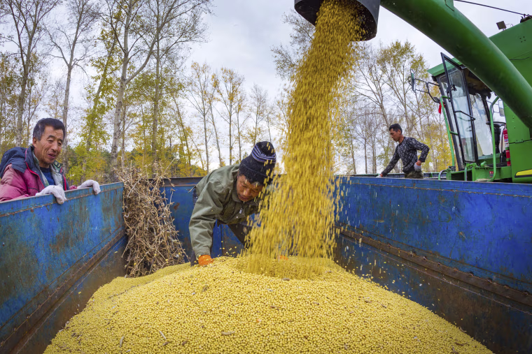 Chinese farmers harvest soy beans in Jiamusi city city, northeast China's Heilongjiang province, in October 2017.