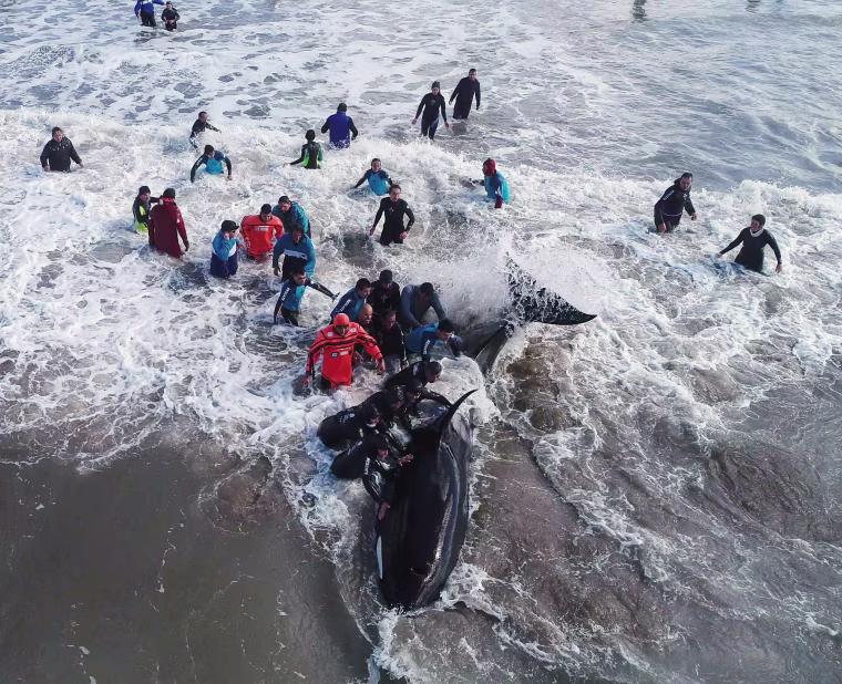 Image: A rescue team tries to move an Orca back to the sea in Mar del Plata