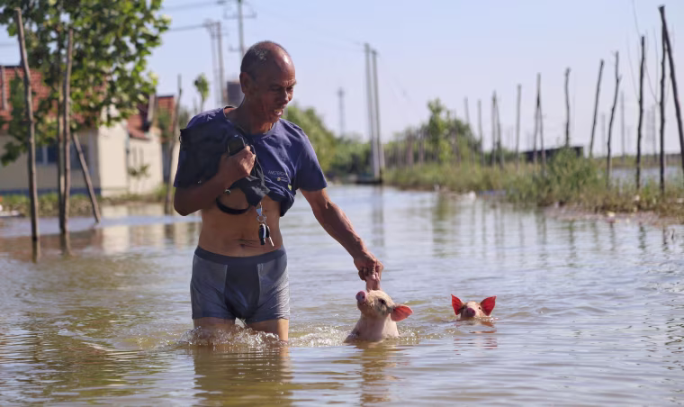 Image: A man wades through a flooded street with two pigs following Typhoon Rumbia