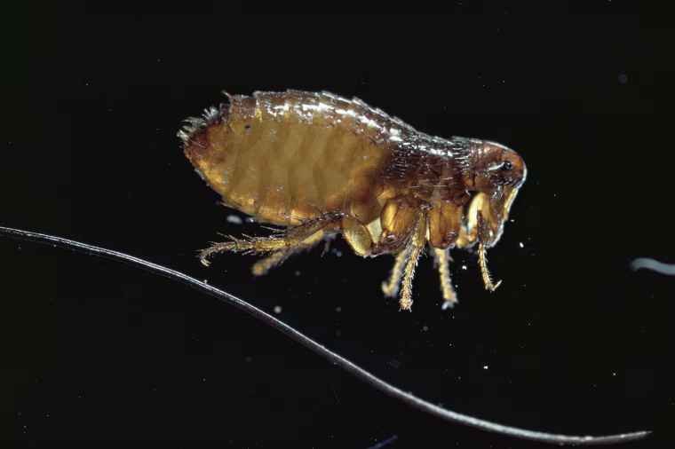 Image: Dog flea {Ctenocephalides canis} UK
