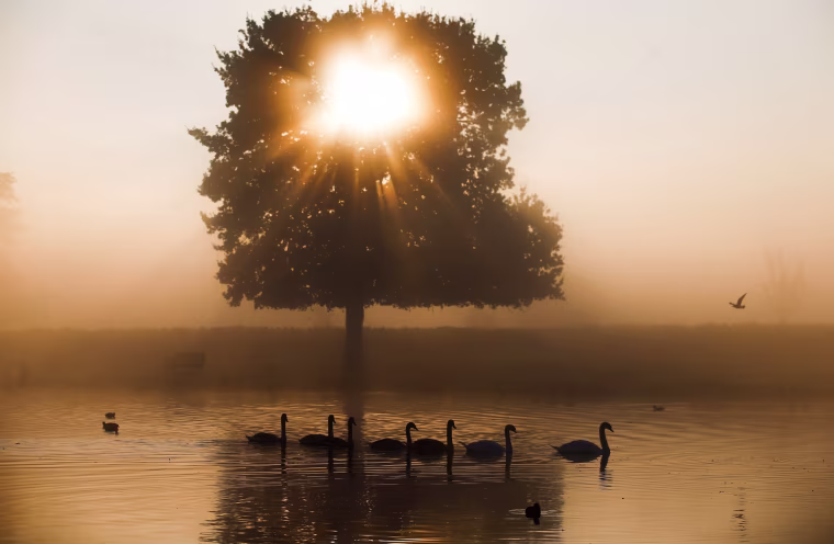 Swans swim in the early morning mist at Bushy Park in London