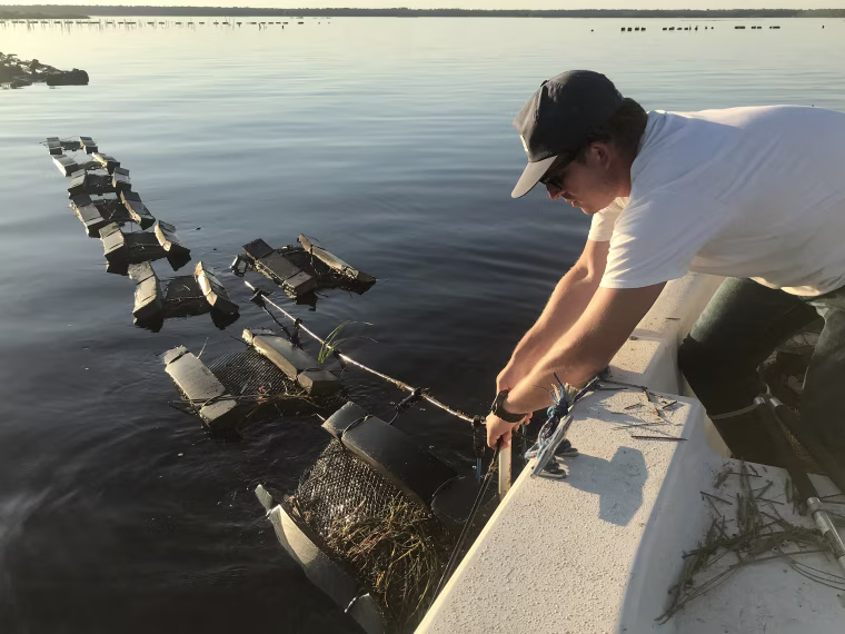 Cainnon Gregg, who operates Pelican Oyster Company, pulls a line holding his oyster bags