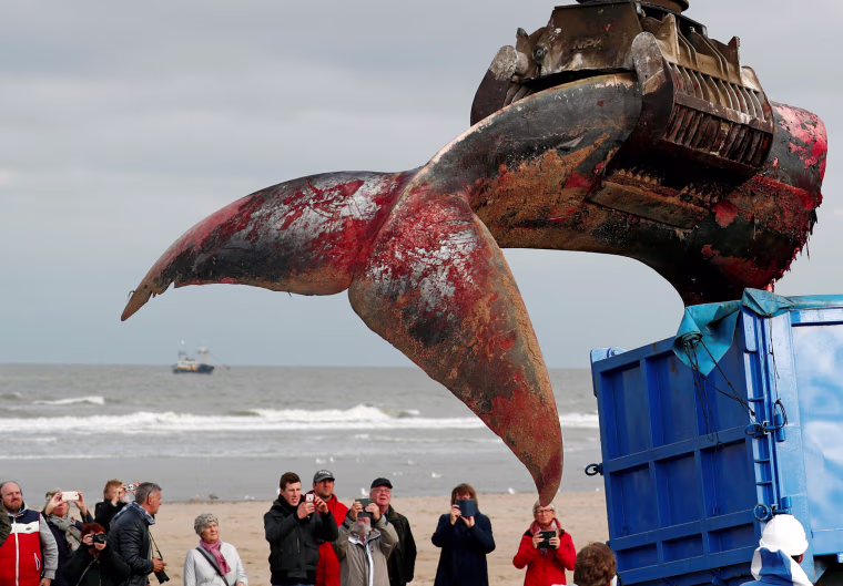 Image: The tail of a stranded whale is pictured on the beach of De Haan