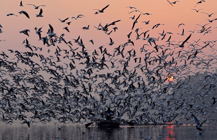 Image: A man rides a boat as seagulls fly over the waters of the river Yamuna early morning in New Delhi