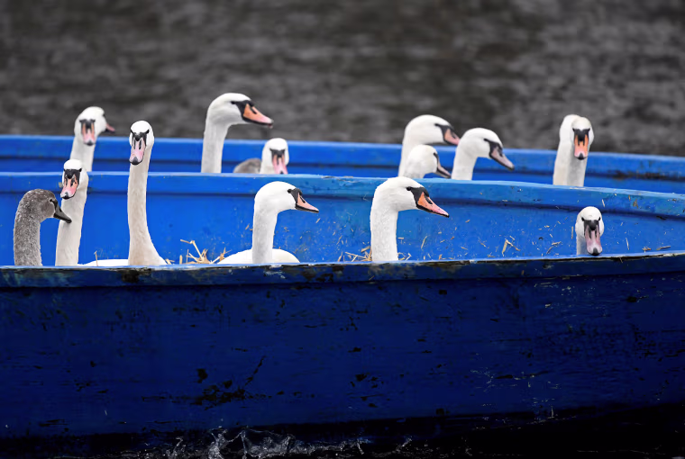 Image: Swans are seen in a boat after they were caught at Hamburg's inner city lake Alster by Olaf Niess and his team to bring them in their winter quarters in Hamburg