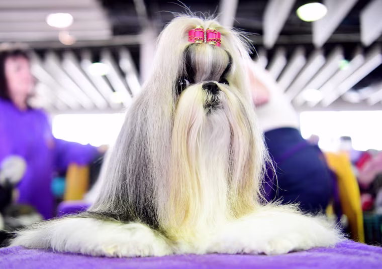 Image: Westminster Kennel Club Hosts Its Annual Dog Show In New York
