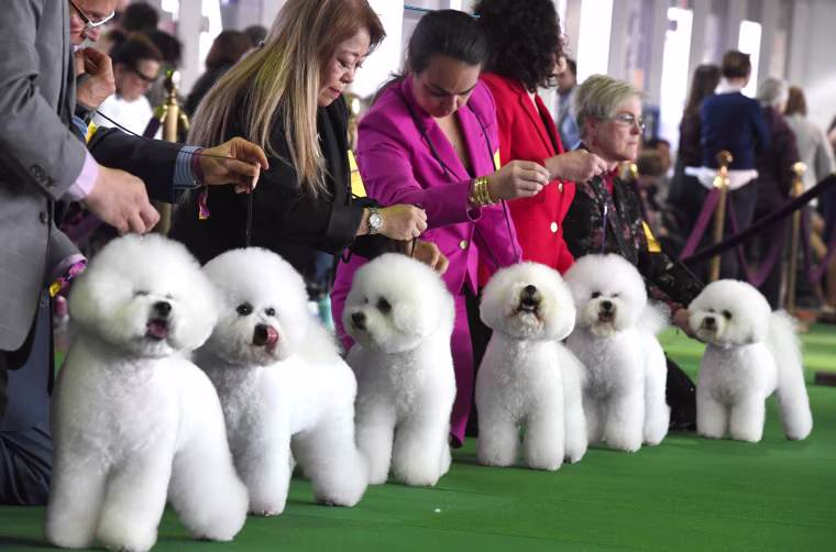 Image: US-WESTMINSTER-DOG-DAYTIME SESSION