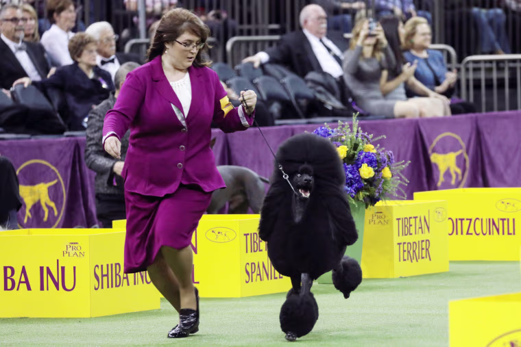 Image: A Standard Poodle and trainer compete during the Herding group judging at the 143rd Westminster Kennel Club Dog show at Madison Square Garden in New York
