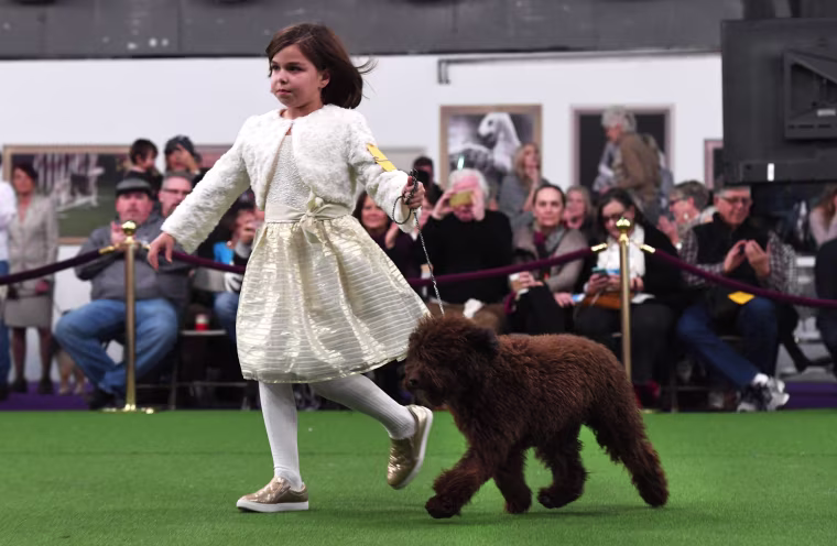 Image: US-WESTMINSTER-DOG-DAYTIME SESSION