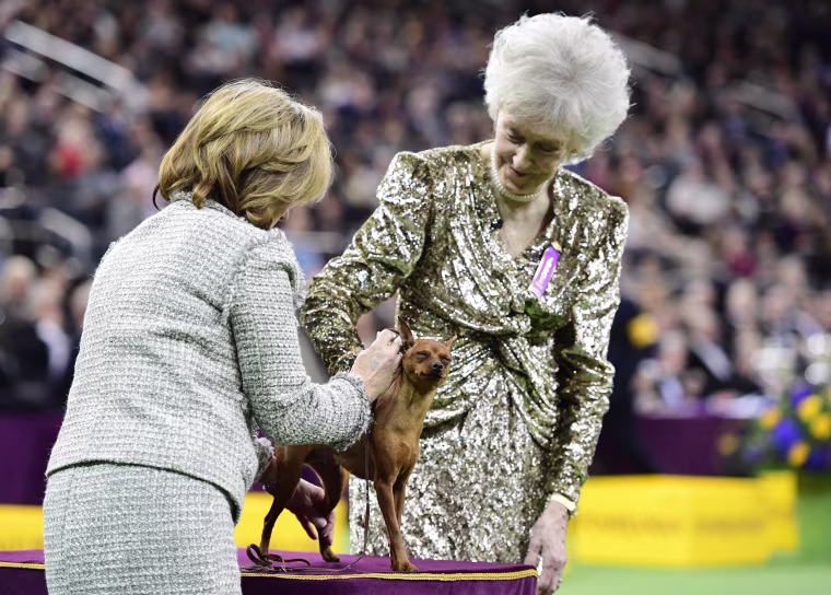 Image: Westminster Kennel Club Hosts Its Annual Dog Show In New York