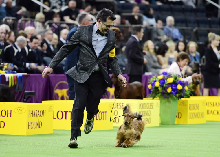 Image: Westminster Kennel Club Hosts Its Annual Dog Show In New York