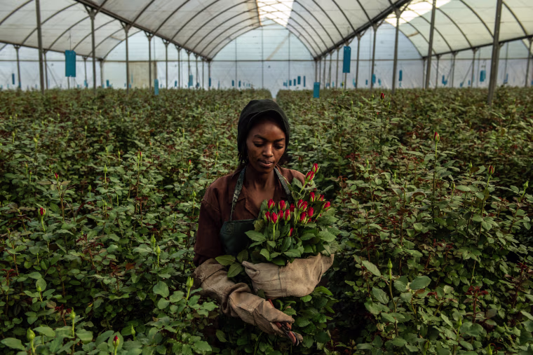 Image: Flower Farming In Kenya, Worlds Fourth-Largest Cut-Flower Exporter