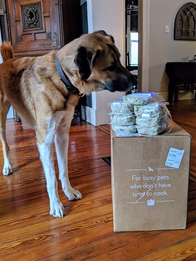Image: Dog Nom Nom Now box