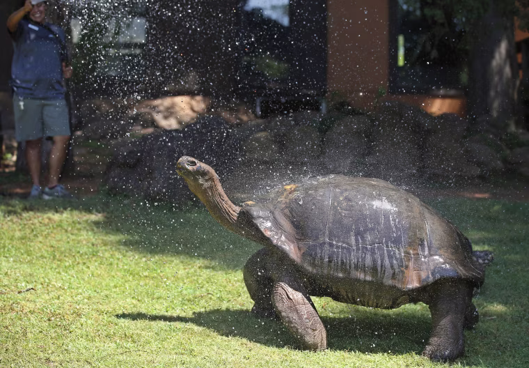 Image: Galapagos Tortoise cools off