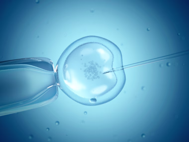 In vitro fertilisation, illustration