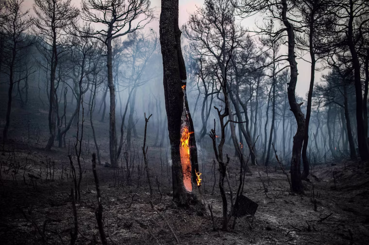 The trunk of a tree burns following a wildfire near the village of Makrimalli on the island of Evia, Greece, on Aug. 14, 2019. Hundreds of villagers were evacuated the previous day and the Greek prime minister cancelled a vacation as scores of firefighters battled a major wildfire on the country's second-largest island.