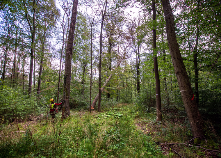 Image: Forester Dirk Fritzlar works in east Germany's Hainich forest, Sept. 5, 2019.