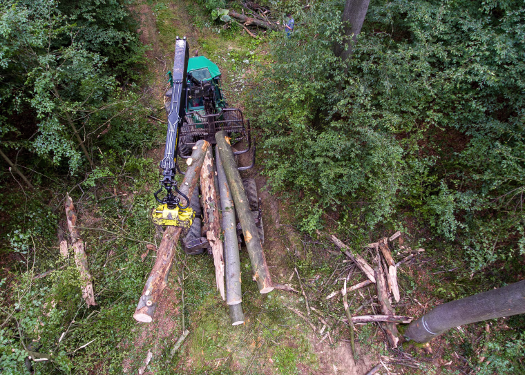 Image: East Germany's Hainich forest, Sept. 5, 2019.