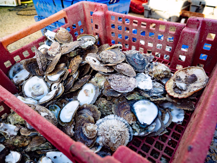 Image: Oysters are harvested in West Mersea, Essex.