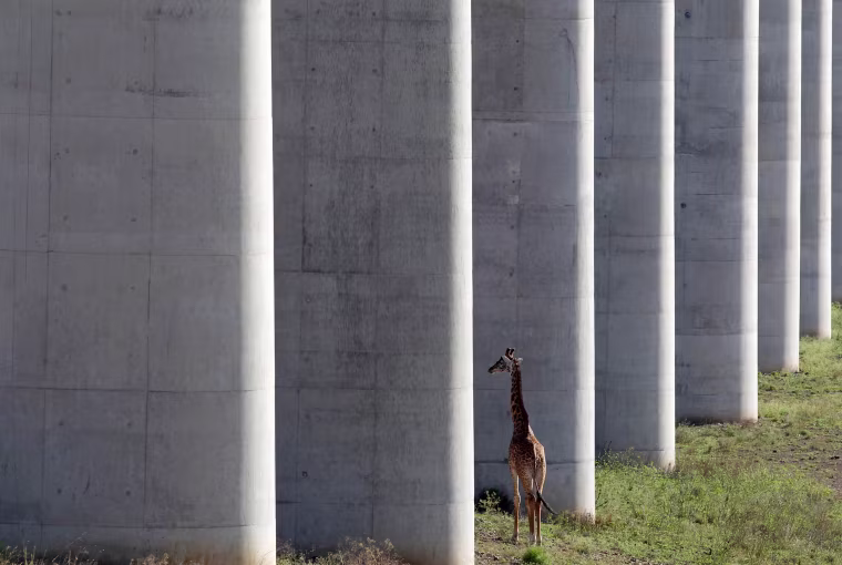 Image: A giraffe walks near the elevated railway line that allows movement of animals below the Standard Gauge Railway line linking Nairobi and Naivasha inside the Nairobi national park in Nairobi