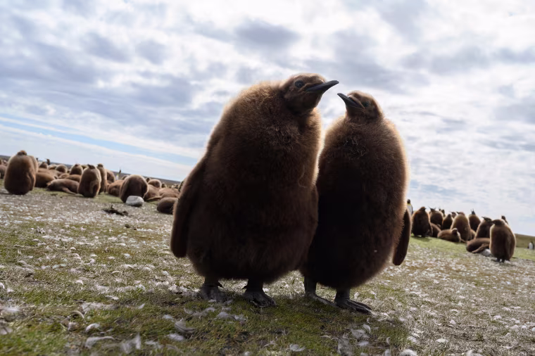 Image: BRITAIN-FALKLANDS-MALVINAS-NATURE-PENGUINS