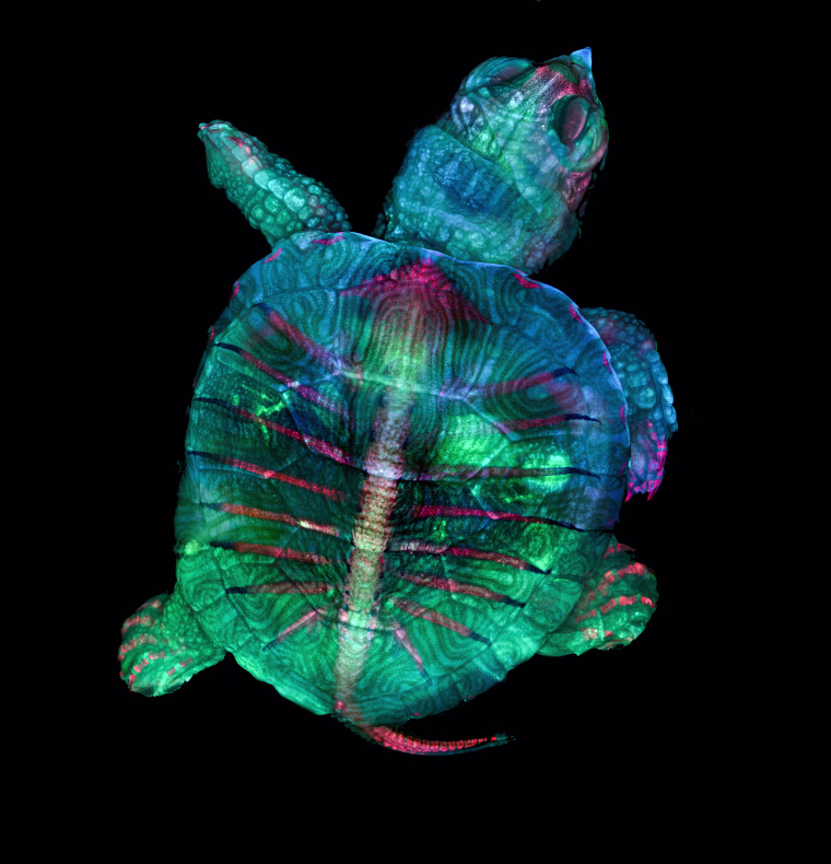 Image: Fluorescent turtle embryo, First Place
