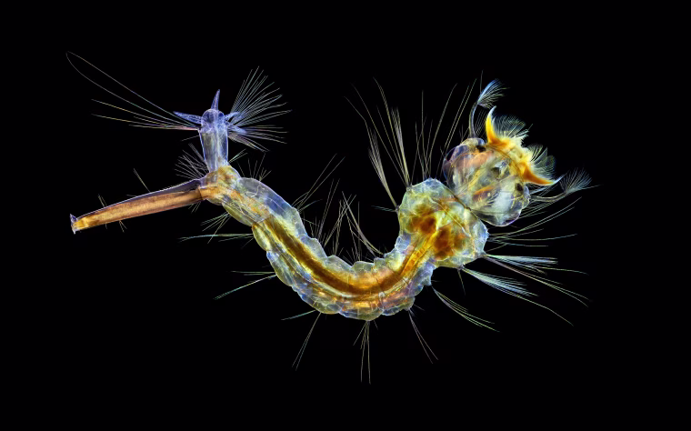Image: Mosquito larva