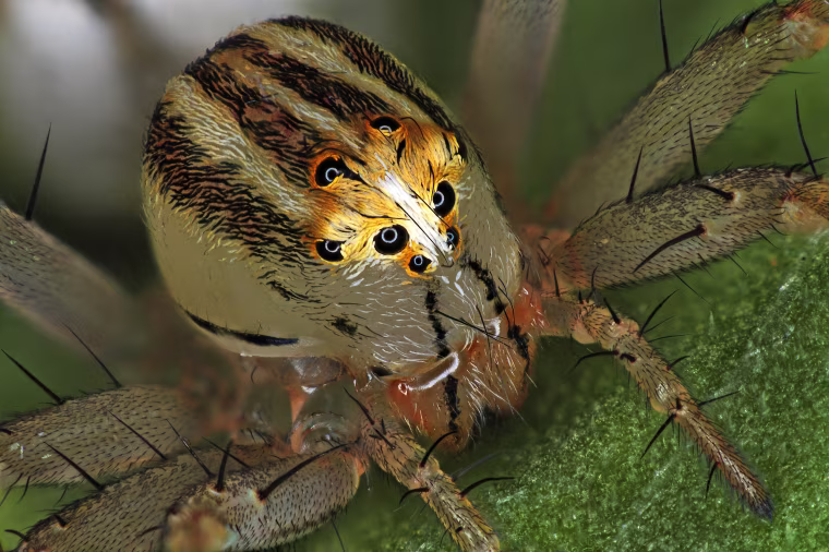 Image: Female Oxyopes dumonti (lynx) spider