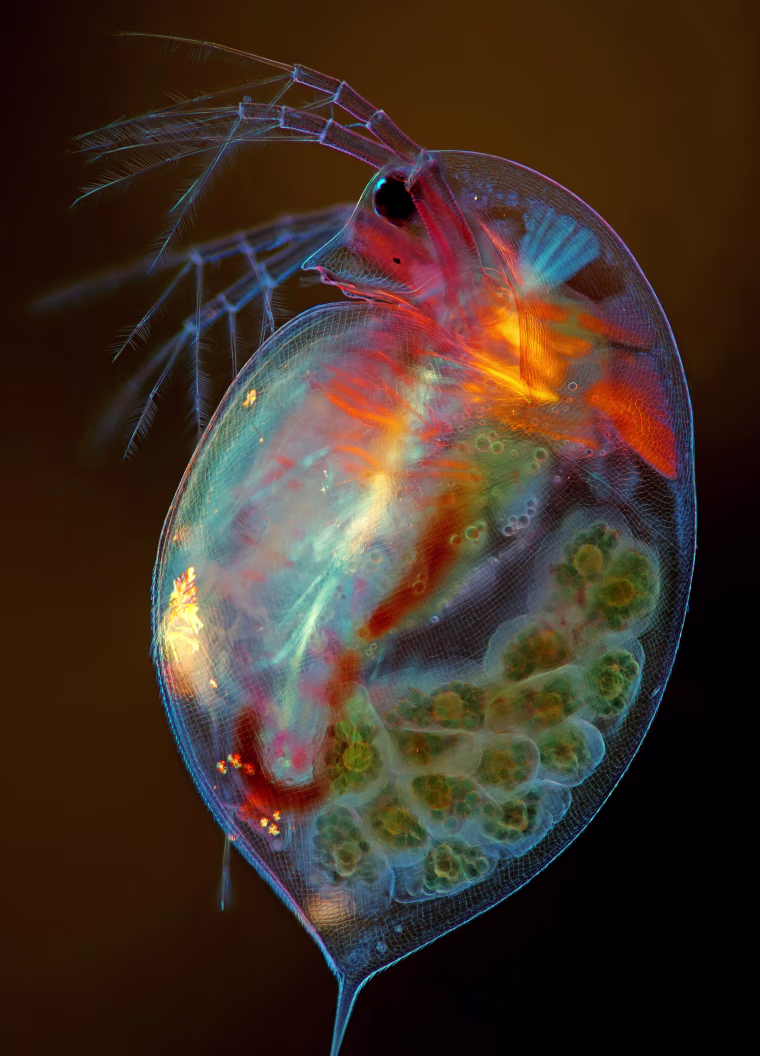 Image: Pregnant Daphnia magna (small planktonic crustacean)