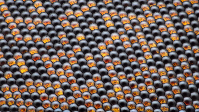 Image: Housefly compound eye pattern