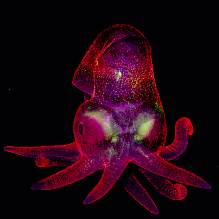 Image: Octopus bimaculoides embryo