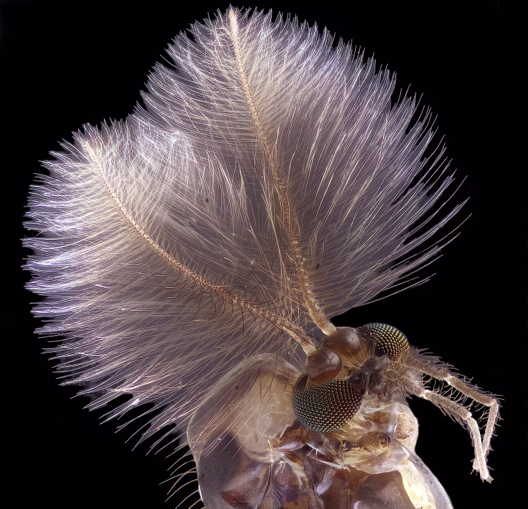 Image: Male mosquito