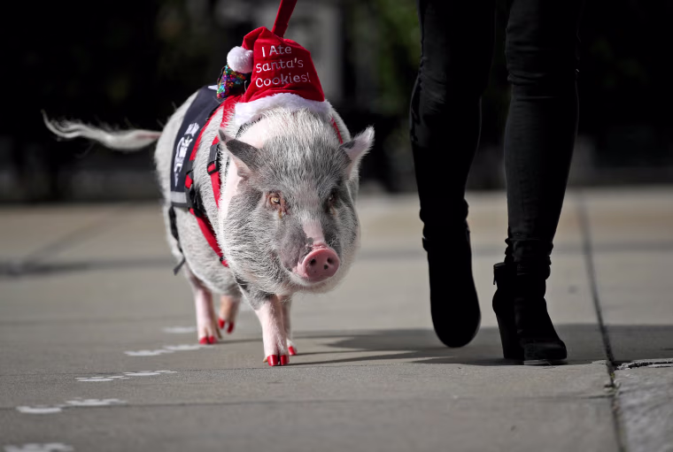 Image: Therapy Pig Eases Passengers' Travel Anxieties At San Francisco Airport