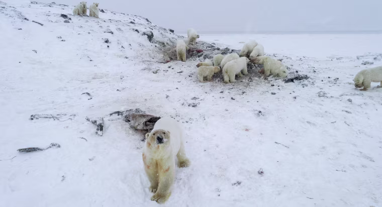 Image: TOPSHOT-RUSSIA-ANIMAL-CLIMATE