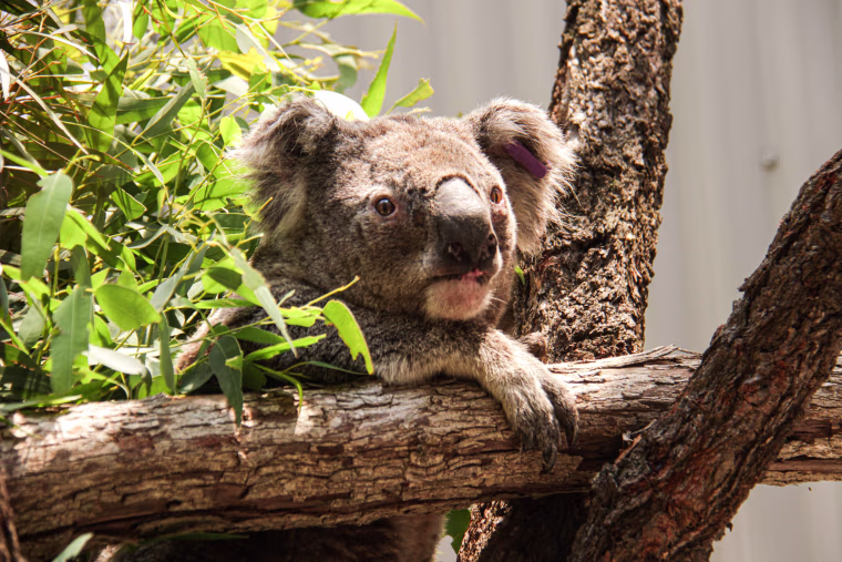 Image: AUSTRALIA-FIRE-ANIMAL-KOALA