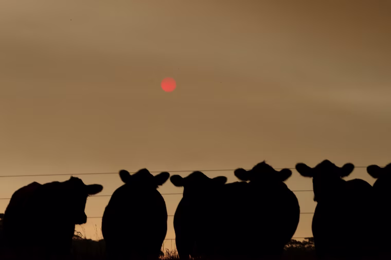 Image: Cattle under smoke-filled skies in eastern Gippsland on Jan. 2, 2020.