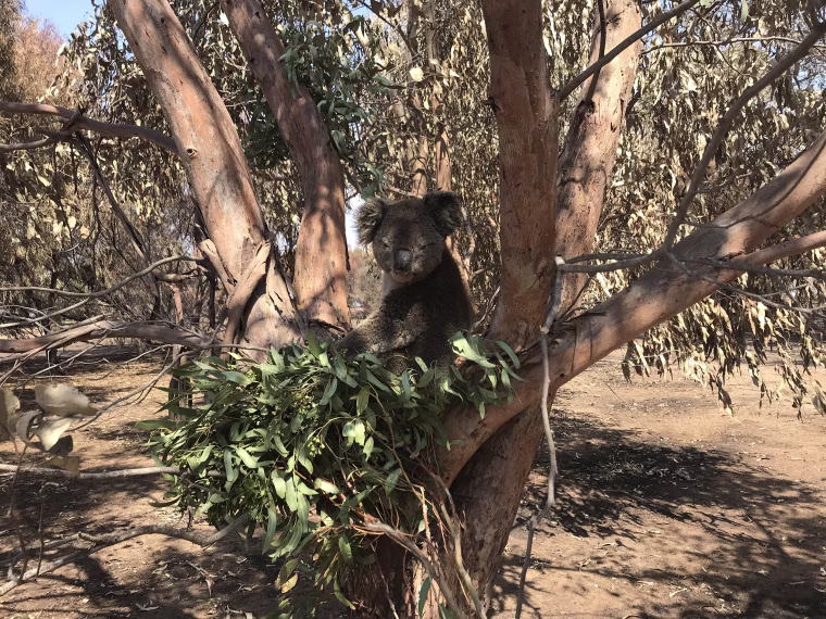 Image: With their habitat destroyed, koalas will rely on volunteers to hand feed them branches so they can survive.