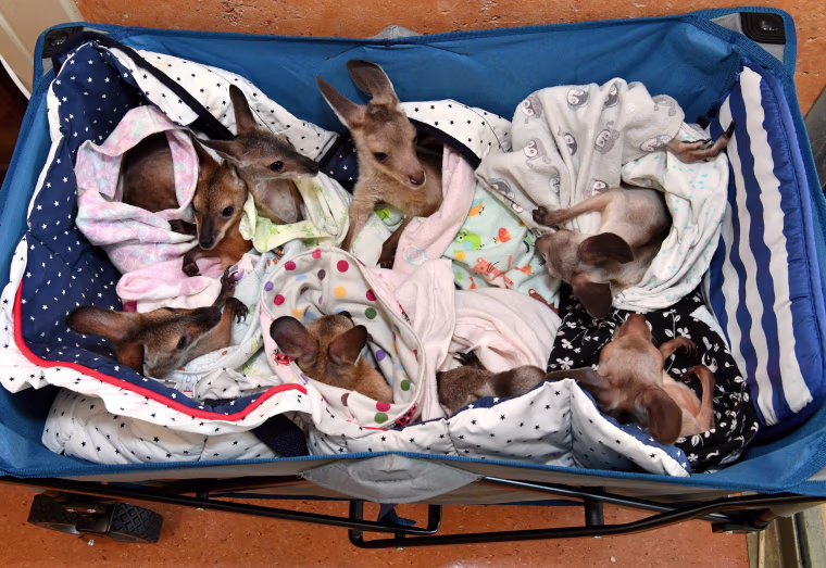 Image: Kangaroo and wallaby joeys that have been orphaned due to a mixture of road accidents, dog attacks, bushfires and drought conditions are seen in a cart as they are treated at Australia Zoo Wildlife Hospital in Beerwah