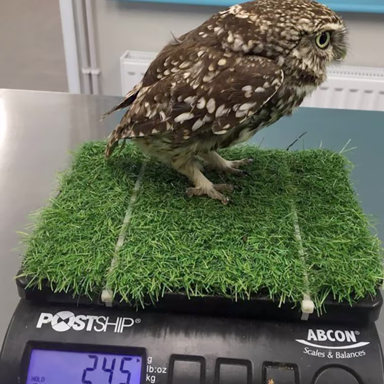 Image: An overweight owl has been put on a strict diet at Suffolk Owl Sanctuary