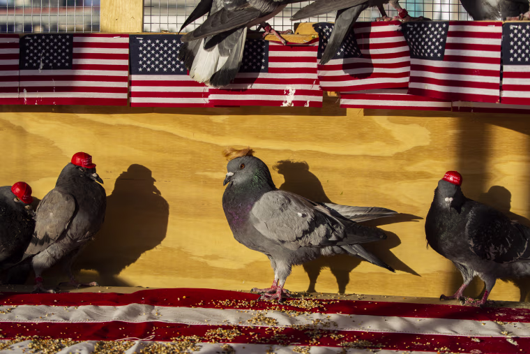 Image: MAGA-hat-wearing pigeons Las Vegas