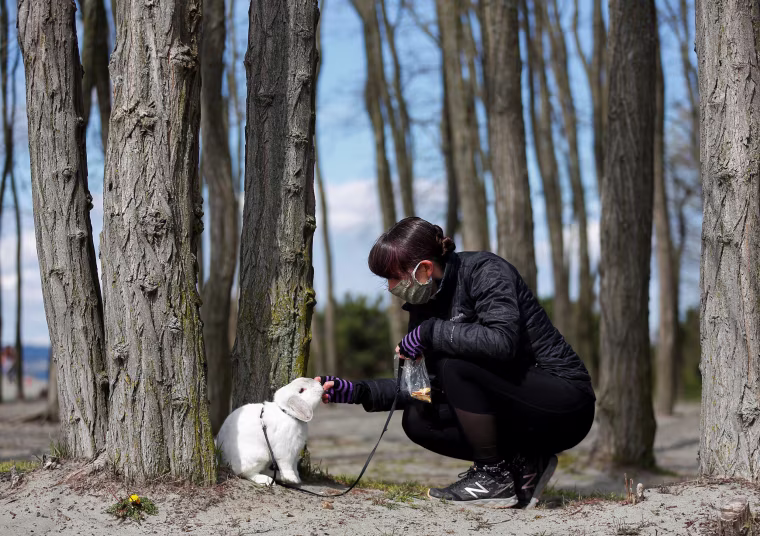 Image: Eaton feeds her rabbit Walter while wearing a mask at Golden Gardens Park during the coronavirus disease (COVID-19) outbreak in Seattle