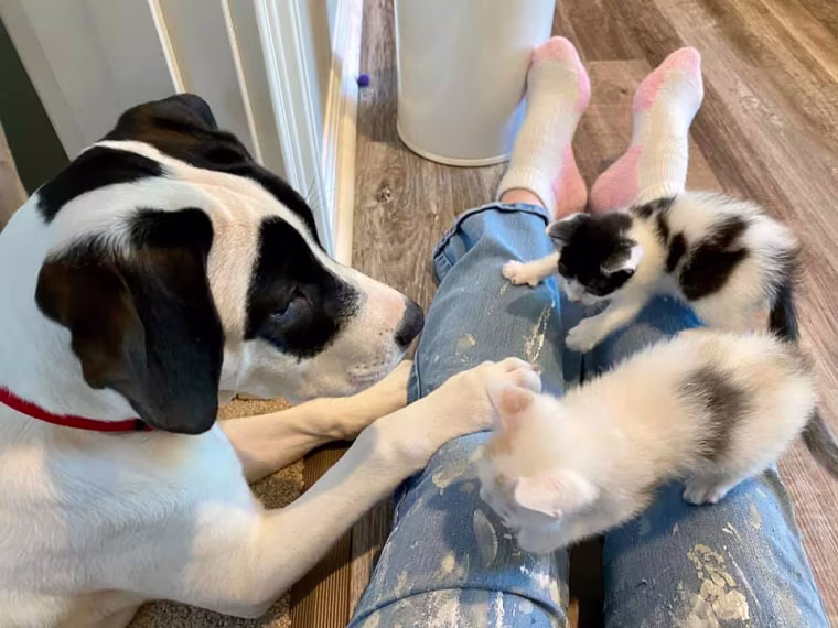 Ziggy plays with his new owner and two of his foster kitten housemates. He was fostered and adopted during the coronavirus pandemic.