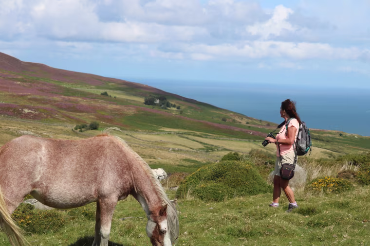 Image: Wild ponies in the Carneddau mountains in Wales on May 3, 2020.