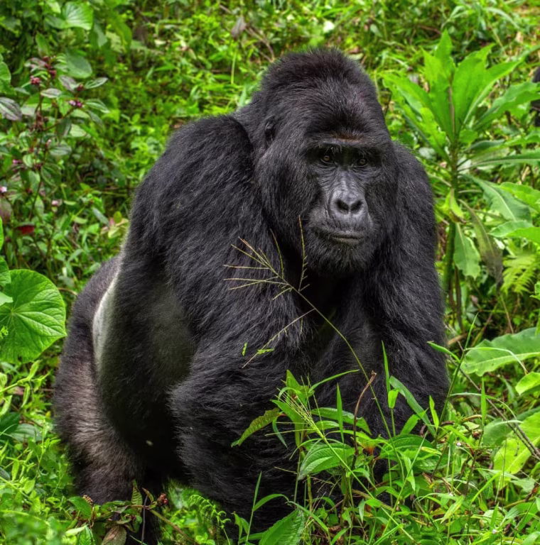 The Uganda Wildlife Authority have arrested four people over the death of Rafiki, the Silverback of Nkuringo Gorilla group in Bwindi Impenetrable National Park.