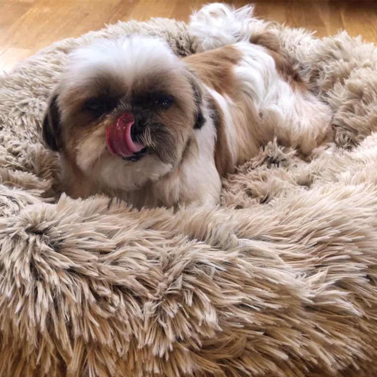 Fluffy small dog lying in tan fluffy dog bed