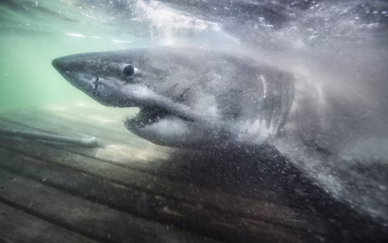 Nukumi is the largest great white shark the U.S. research team Ocearch has tagged in its northwest Atlantic white shark study to date.