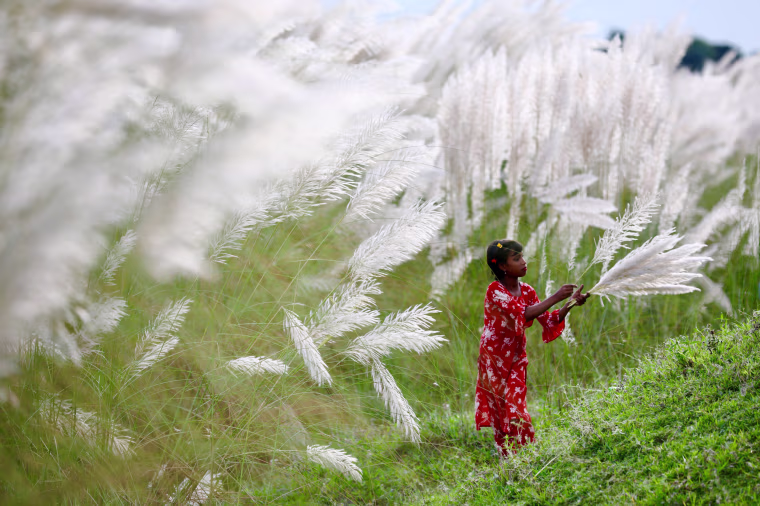 Image: People visit a catkin field in Sarighat