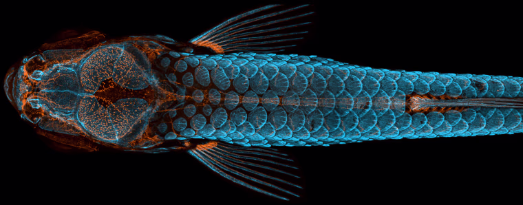 Daniel Castranova, assisted by Bakary Samasa while working in the lab of Dr. Brant Weinstein at the National Institutes of Health, took the top prize for his artfully rendered and technically immaculate photo of a juvenile zebrafish. The image is a dorsal view of the head of a fish with fluorescently \"tagged\" skeleton, scales (blue) and lymphatic system (orange), taken using confocal microscopy and image-stacking. 

This image is particularly significant because it was taken as part of an imaging effort that helped Castranova's team make a groundbreaking discovery - zebrafish have lymphatic vessels inside their skull that were previously thought to occur only in mammals. Their occurrence in fish, a much easier subject to raise, experiment with, and photograph, could expedite and revolutionize research related to treatments for diseases that occur in the human brain, including cancer and Alzheimer's.

Castranova stitched together more than 350 individual images to create this single s