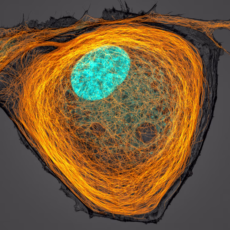 Microtubules (orange) inside a cell. Nucleus is shown in cyan.